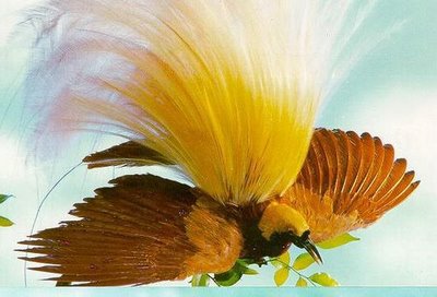 Paradisea Minnor